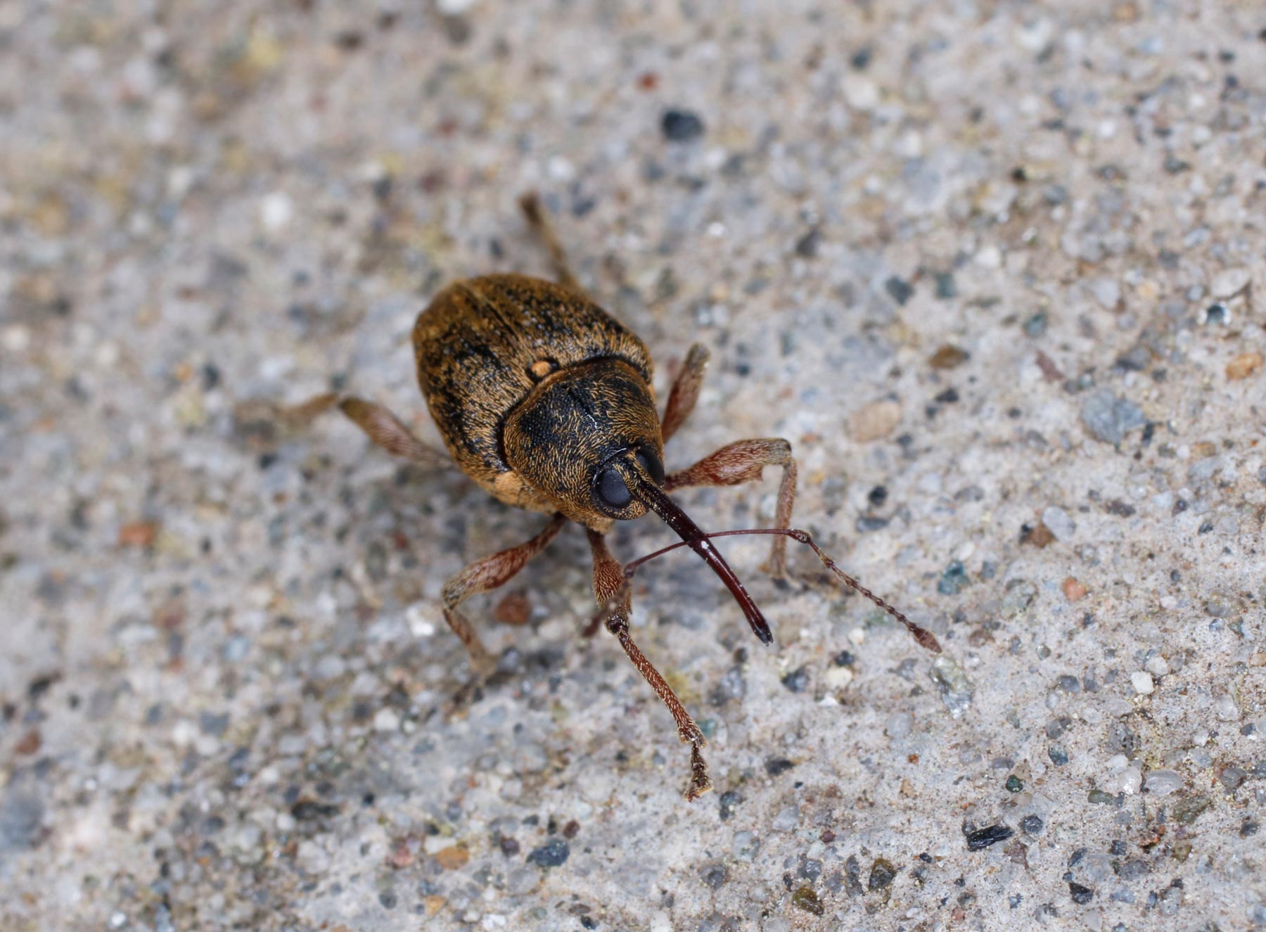 Curculionidae: Curculio nucum, maschio.